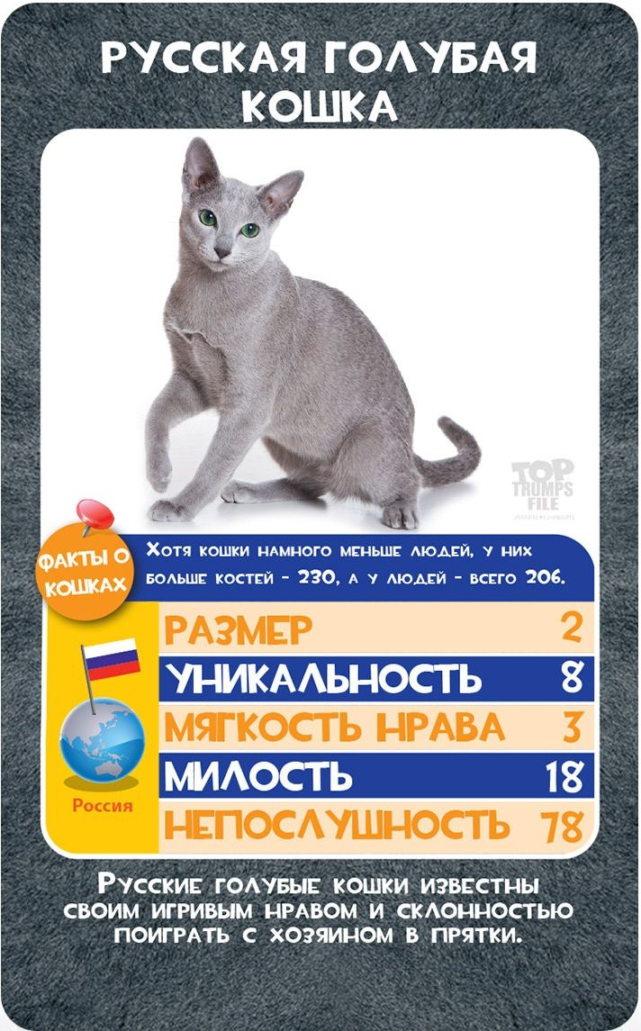 ИнтерХит Настольная игра "Козырные карты. Кошки"