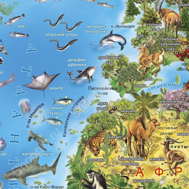 ГеоДом Карта "Животный и растительный мир земли"