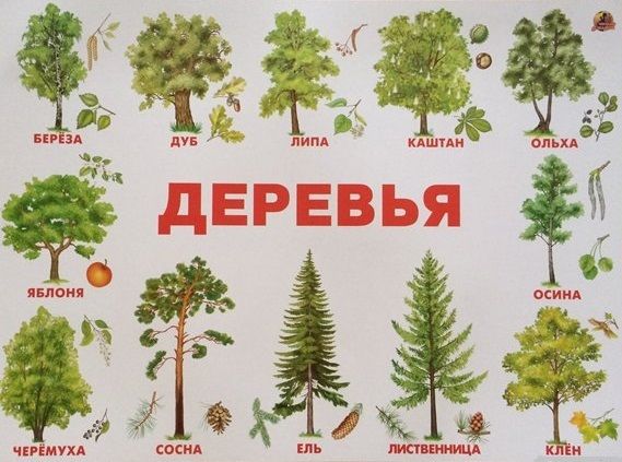 Название русского дерева. Деревья названия. Лиственные деревья для дошкольников. Названия деревьев с картинками. Деревья для детей с названиями.