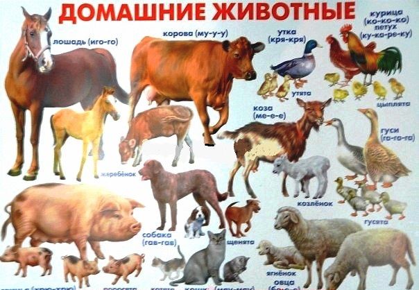 Домашние животные список. Плакат. Домашние животные.. Название домашних животных. Домашние животные плакаты для детей. Дети домашних животных названия.