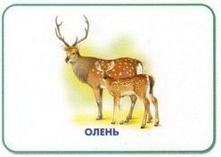 Линг-бук Карточки "Лесные животные"