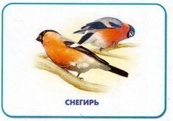 Линг-бук Карточки "Птицы"