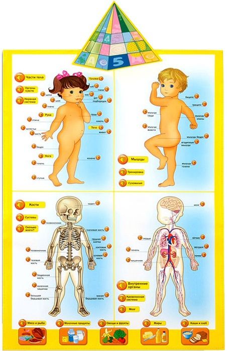 Kribly Boo Говорящий плакат "Анатомия"