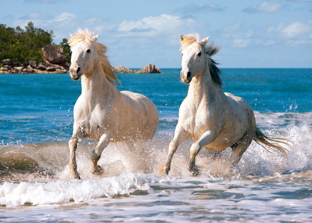 Castorland Пазл "Белые лошади"