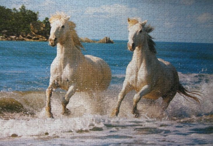 Castorland Пазл "Белые лошади"