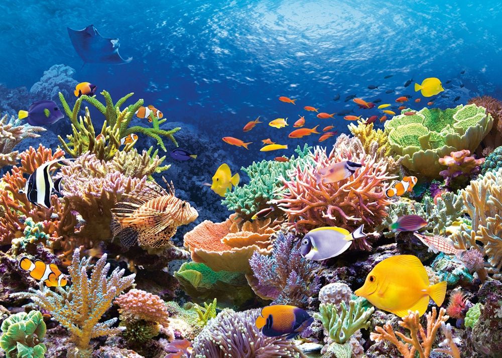 Castorland Пазл "Коралловый риф"