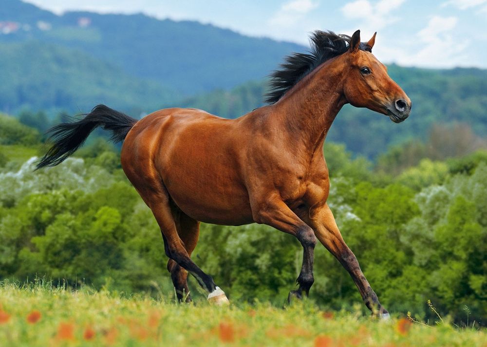 Castorland Пазл "Лошадь"