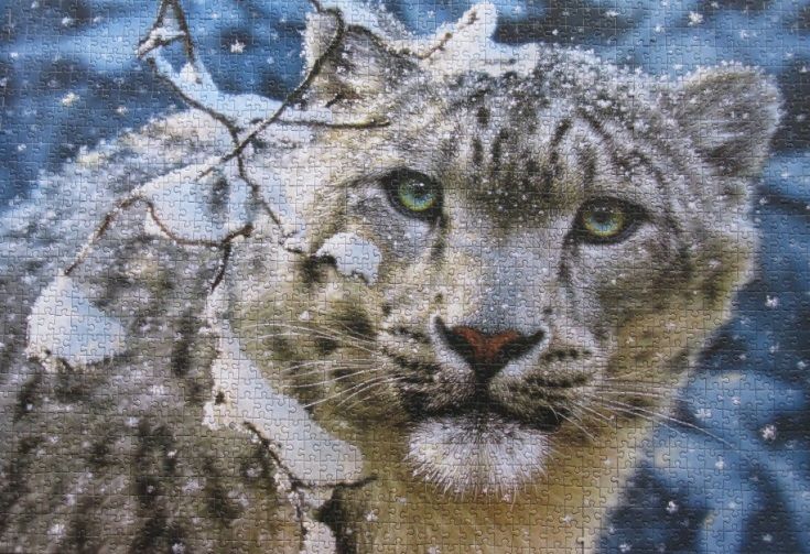 Castorland Пазл "Снежный леопард"