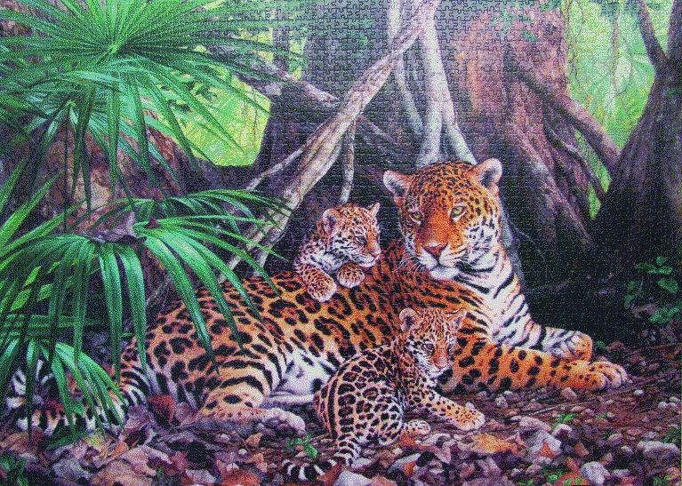 Castorland Пазл "Ягуары в джунглях"