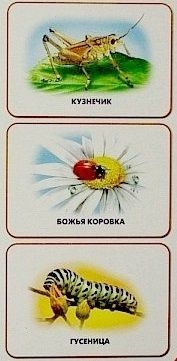 Линг-бук Карточки "Насекомые"