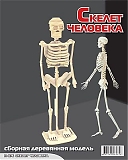 Мир деревянной игрушки Сборная модель "Скелет человека"