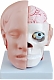 Анатомия Модель "Голова человека с мозгом"