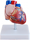 Анатомия Модель "Сердце"