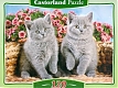 Castorland Пазл-midi "Серые котята"